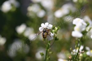Makroaufnahme: Bienchen und Blümchen