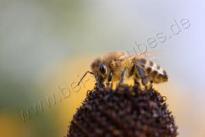 Makroaufnahme: Biene