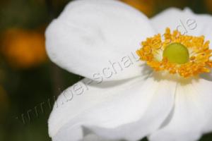 Makroaufnahme: Herbst-Anemone