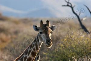 Giraffe auf Düsternbrook