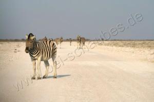 Zebra auf der Straße in Etosha