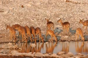 Impalas in Etosha