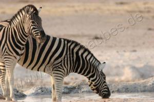 Zebras am Wasserloch in Etosha