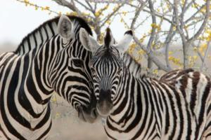 Zebra mit Fohlen