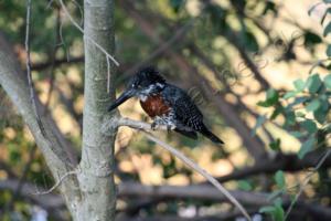 Ein Rieseneisvogel (Giant Kingfisher)