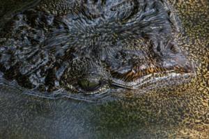 Krokodil-Portrait in Lianshulu