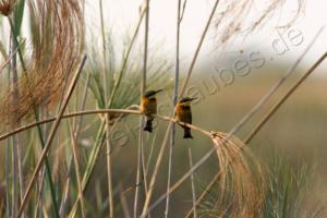 Zwergbienenfresser am Kwando - they are so clever