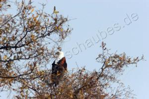 Schreiseeadler