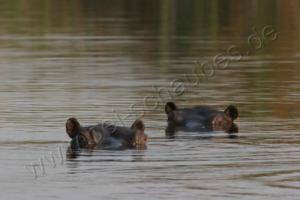 Hippos im Kwando