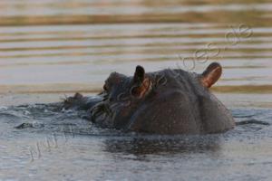 Noch ein Hippo im Kwando