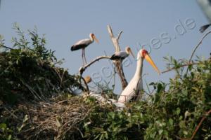 Gelbschnabelstorch am Chobe