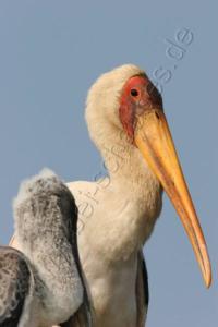 Noch ein Gelbschnabelstorch am Chobe