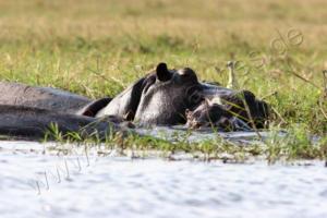 Hippos im Chobe
