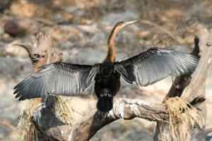 Schlangenhalsvogel