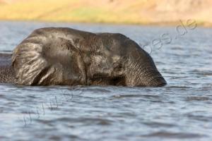 Immer noch schwimmender Elefant