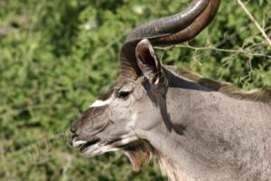 Kudu