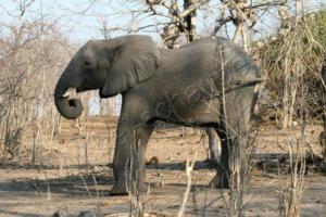 Elefant im Chobe