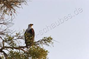 Schreiseeadler