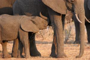 Kleiner Elefant