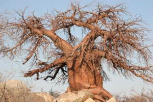 Baobab auf Kubu Island