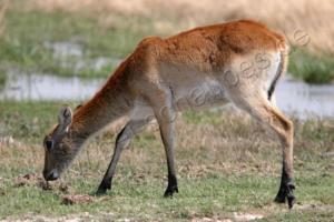 Wasserbock im Moremi