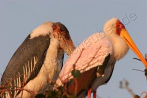 Marabu mit Storch