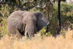 Elefant im Delta während unserer Fußpirsch