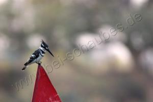 Graueisvogel (Pied Kingfisher)