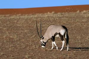 Oryx