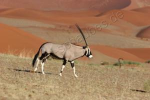 Oryx