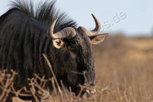 Gnu