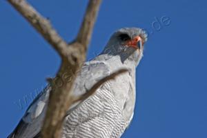 Pale Chanted Goshawk