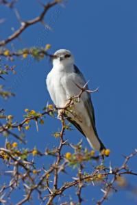 Pygmy Falcon