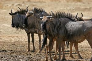 Gnus