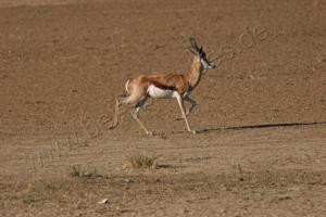 Springbock