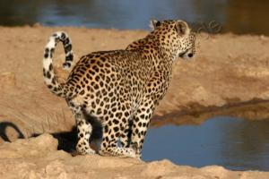 Leopard