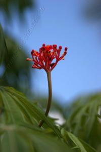 Mauritius08_Website_42