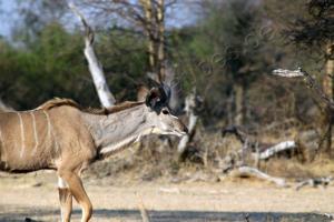 Walk like a ... Kudu!