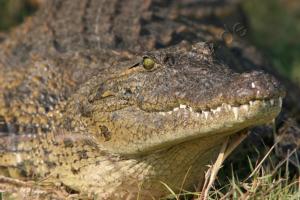 Krokodil von nah