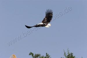 Schreiseeadler