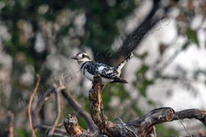 Graueisvogel