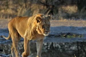 Lion Walk