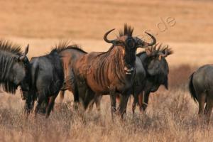 Gnus