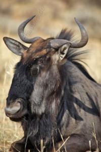 Gnu