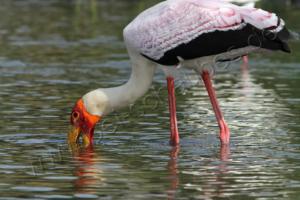 Gelbschnabelstorch 