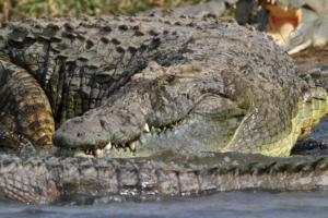 Krokodil in Lauerstellung 