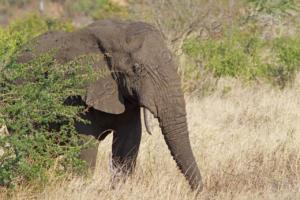Elefant im Kruger NP   