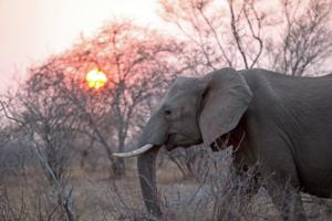 Sonnenaufgang mit Elefant 