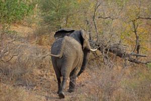 Elefant im Kruger NP 