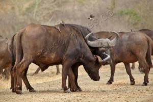Büffel im Kruger NP 